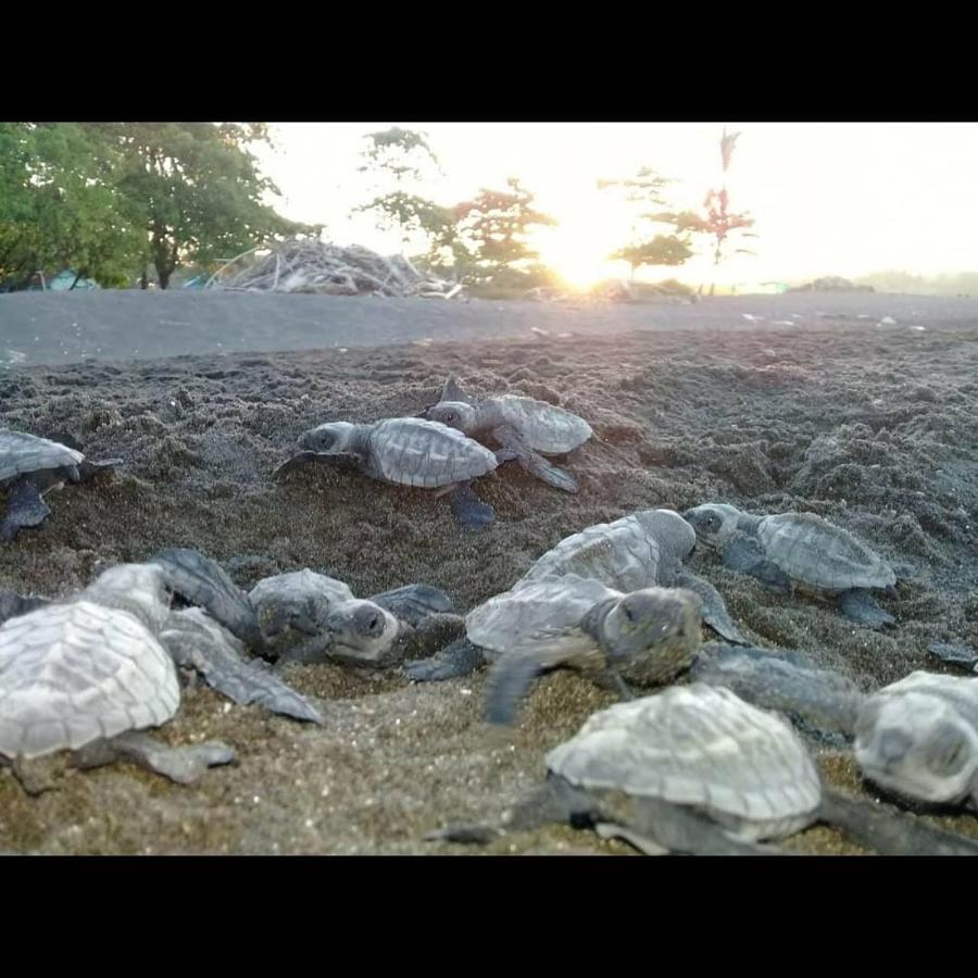 Villas Punta India Ostional Wildlife Refuge Εξωτερικό φωτογραφία